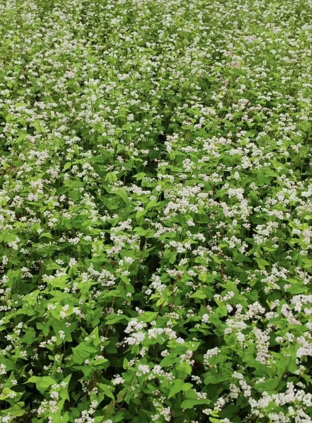 中考阅读/《荞麦花开》 第8张