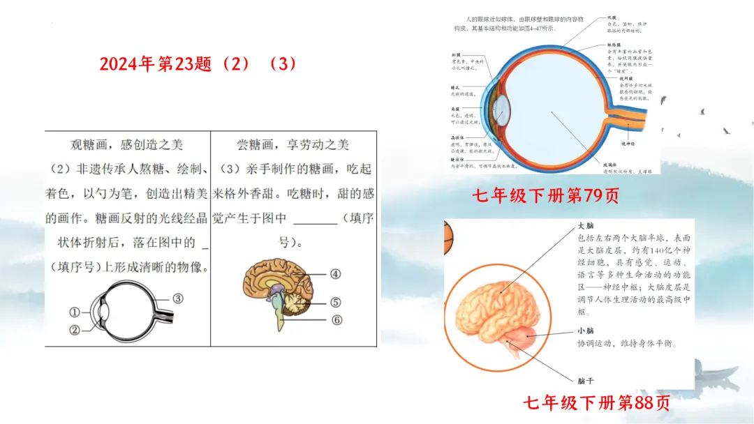 SK226 初中生物 中考讲座资源《析标研题固根基,聚焦热点强素养 ----2026年初中生物复习备考分析》讲座课件PPT+ 文字稿Word 第24张