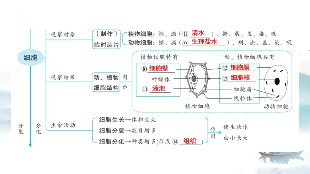 SK226 初中生物 中考讲座资源《析标研题固根基,聚焦热点强素养 ----2026年初中生物复习备考分析》讲座课件PPT+ 文字稿Word 第40张