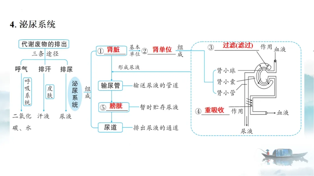 SK226 初中生物 中考讲座资源《析标研题固根基,聚焦热点强素养 ----2026年初中生物复习备考分析》讲座课件PPT+ 文字稿Word 第60张