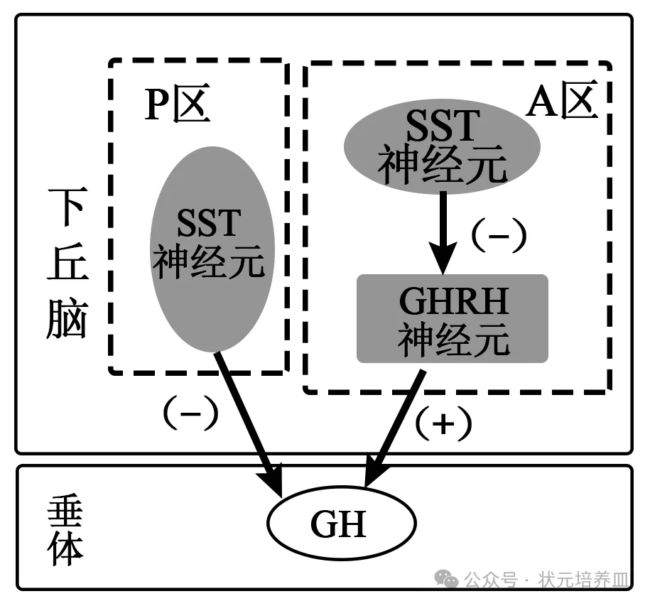 2026届大湾区普通高中毕业年级联合模拟考试(一)生物学试题和答案 ⊙ 第21张