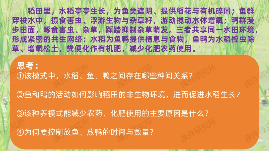 中考复习课件《生物与环境》细讲“稻-鱼-鸭”生态种养模式,还有学历案资料哦~丨名师系列 第7张 中考复习课件《生物与环境》细讲“稻-鱼-鸭”生态种养模式,还有学历案资料哦~丨名师系列 第7张