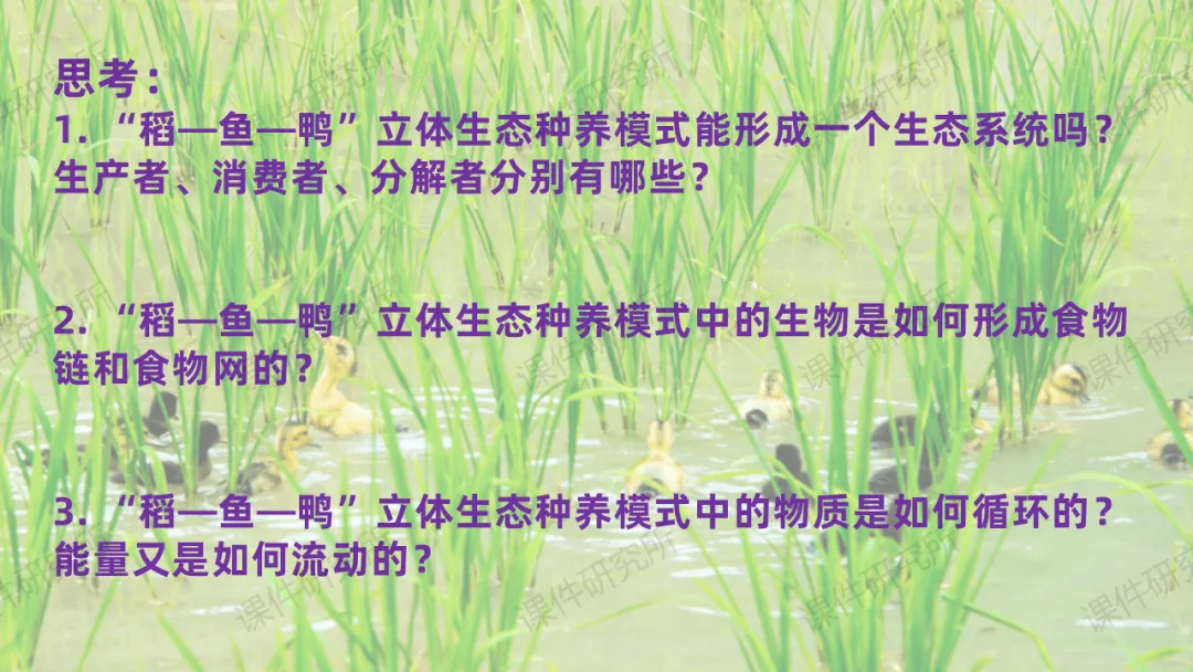 中考复习课件《生物与环境》细讲“稻-鱼-鸭”生态种养模式,还有学历案资料哦~丨名师系列 第15张 中考复习课件《生物与环境》细讲“稻-鱼-鸭”生态种养模式,还有学历案资料哦~丨名师系列 第15张