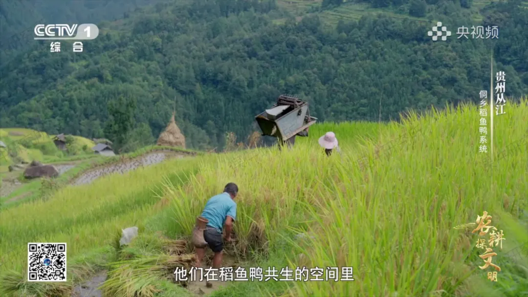 中考复习课件《生物与环境》细讲“稻-鱼-鸭”生态种养模式,还有学历案资料哦~丨名师系列 第22张 中考复习课件《生物与环境》细讲“稻-鱼-鸭”生态种养模式,还有学历案资料哦~丨名师系列 第22张