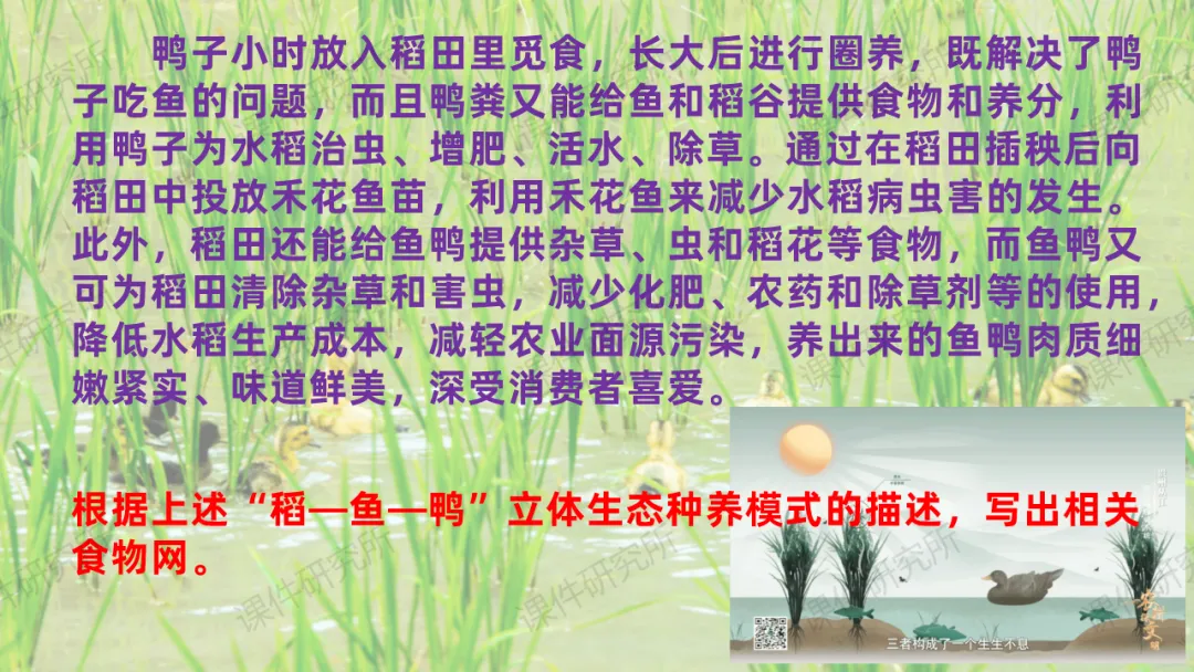 中考复习课件《生物与环境》细讲“稻-鱼-鸭”生态种养模式,还有学历案资料哦~丨名师系列 第23张 中考复习课件《生物与环境》细讲“稻-鱼-鸭”生态种养模式,还有学历案资料哦~丨名师系列 第23张