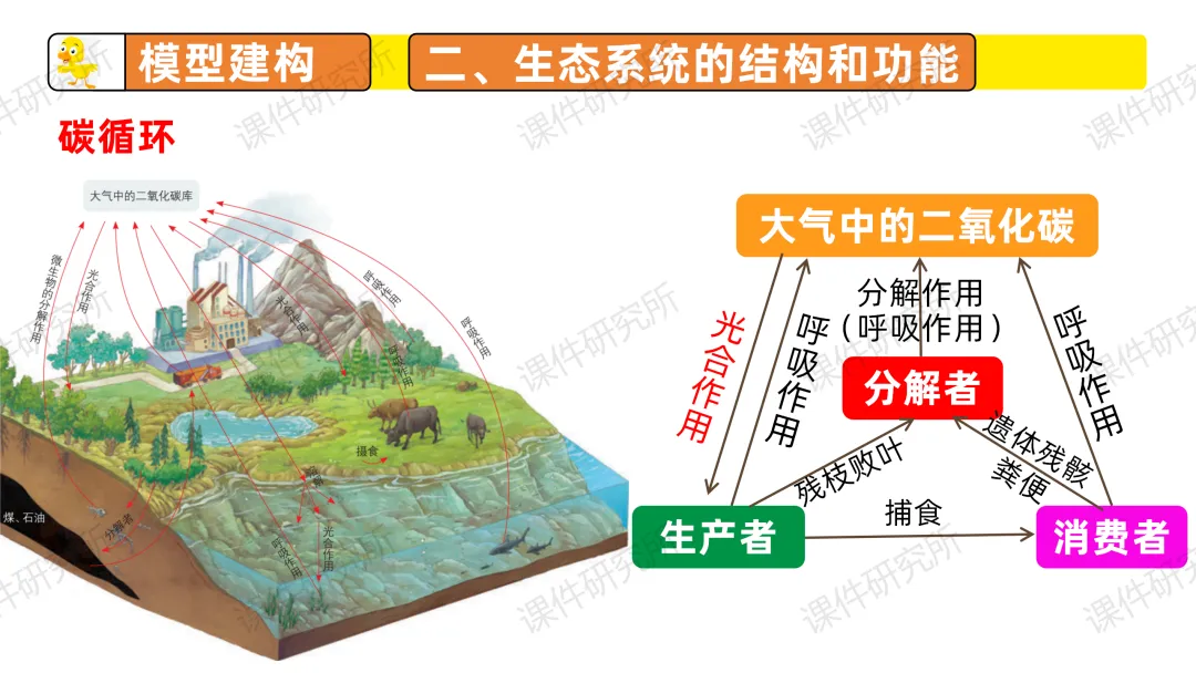 中考复习课件《生物与环境》细讲“稻-鱼-鸭”生态种养模式,还有学历案资料哦~丨名师系列 第27张 中考复习课件《生物与环境》细讲“稻-鱼-鸭”生态种养模式,还有学历案资料哦~丨名师系列 第27张