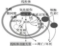 哈三中2026年高三学年第一次模拟考试生物试题 第5张