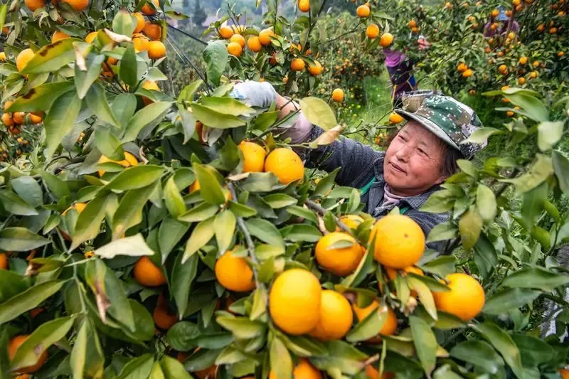 2026年云南省三支一扶招募笔试历年真题卷答案往年试卷答案2026年云南省高校毕业生三支一扶招募笔试重要考点之图解云南省十五五规划纲要-第35张图片-四季读书网