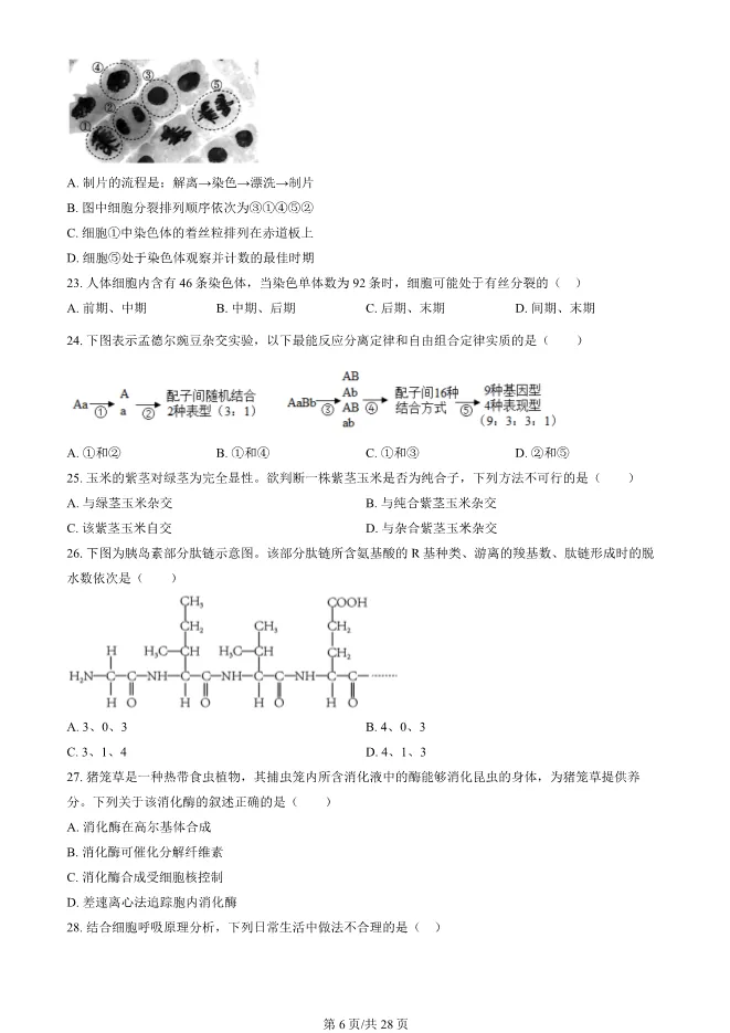 2024北京朝阳高一上册期末生物试卷(有答案)【可下载】-第6张图片-四季读书网