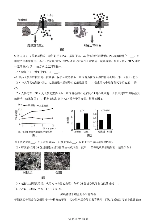 2024北京朝阳高一上册期末生物试卷(有答案)【可下载】-第12张图片-四季读书网