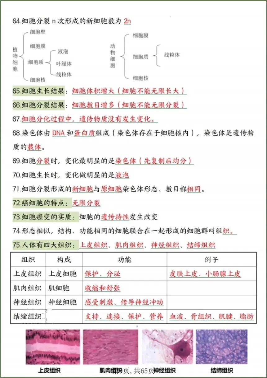 中考生物|2026春《生物会考》中考复习7-8年级高频知识点考点汇总(背诵+默写版)电子版可下载打印! 第11张