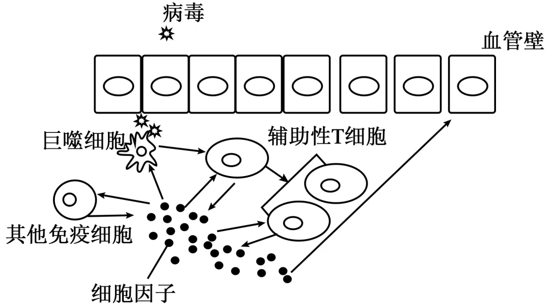黑龙江省实验中学2026届下学期高三联合模拟考试生物试题(解析版) 第4张