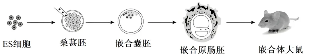 黑龙江省实验中学2026届下学期高三联合模拟考试生物试题(解析版) 第13张