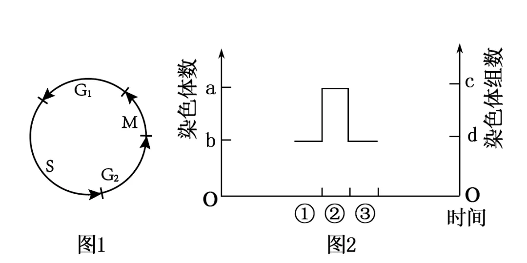 黑龙江省实验中学2026届下学期高三联合模拟考试生物试题(解析版) 第16张