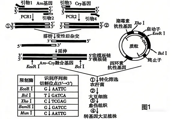 黑龙江省实验中学2026届下学期高三联合模拟考试生物试题(解析版) 第22张