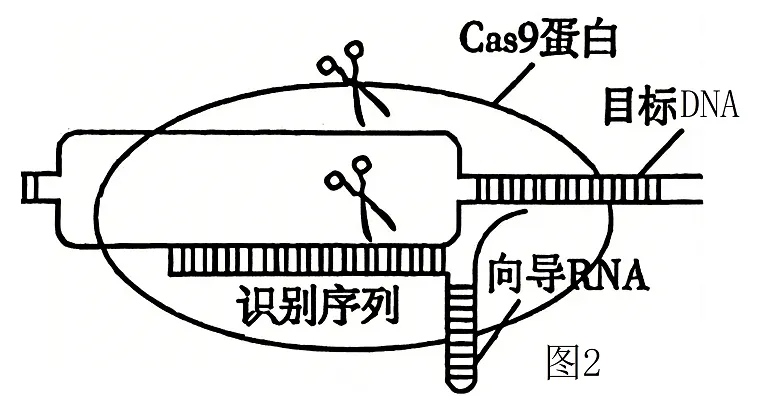 黑龙江省实验中学2026届下学期高三联合模拟考试生物试题(解析版) 第23张