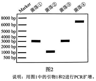 高考真题‖2025高考生物学真题分类汇编专题十五之03 发酵工程及其应用 第6张