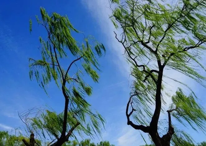 【中考阅读指导】东风何以是春风(朱美禄)湖南2025 第5张