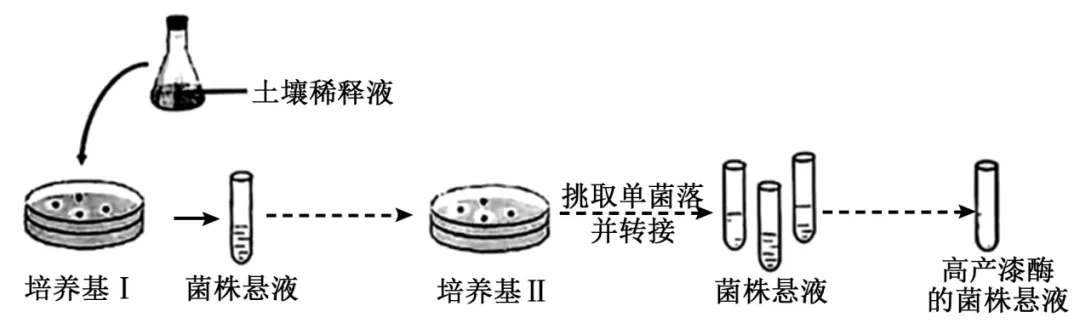 2026届上海市长宁区高三一模生物试卷 第7张