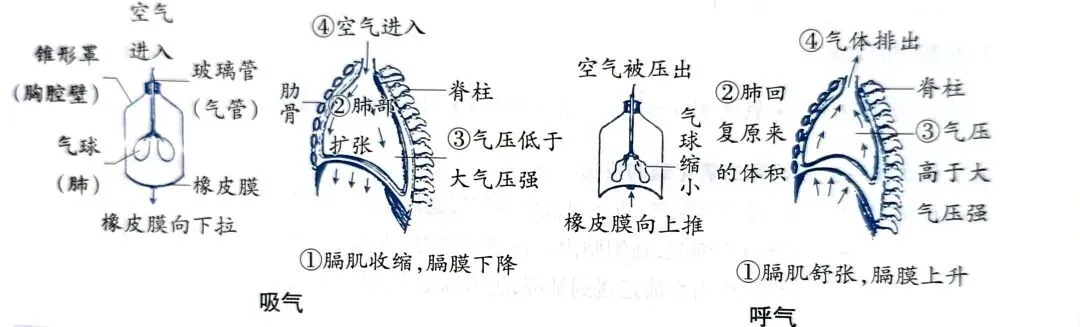 中考科学知识点复习5-第2张图片-四季读书网
