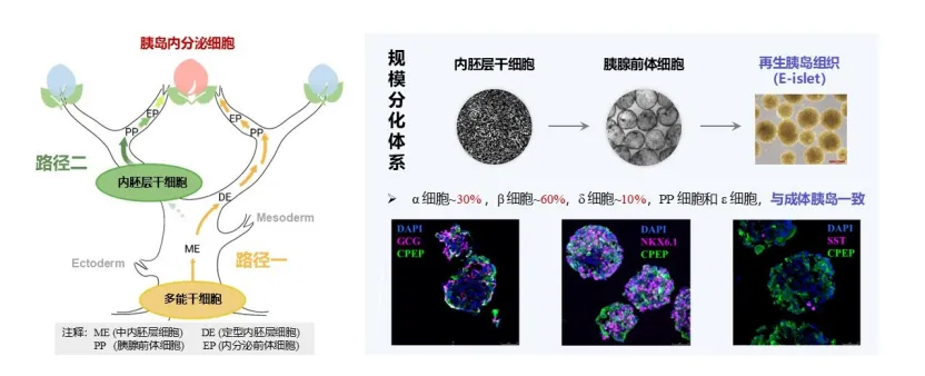 中考有大变化!涉生物、地理学科丨截止月底,抓紧清零丨黄金大跌丨治糖尿病,有新路径-第4张图片-四季读书网