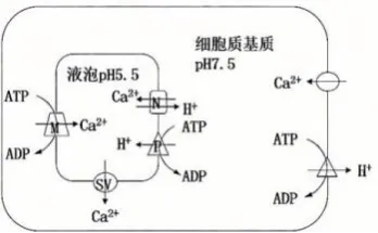 哈三中2026年高三学年第一次模拟考试生物学试题和答案(附word下载) ⊙-第7张图片-四季读书网