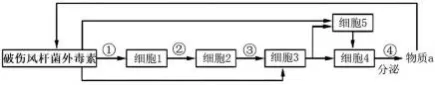 哈三中2026年高三学年第一次模拟考试生物学试题和答案(附word下载) ⊙-第12张图片-四季读书网