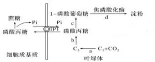 哈三中2026年高三学年第一次模拟考试生物学试题和答案(附word下载) ⊙-第15张图片-四季读书网