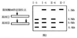 哈三中2026年高三学年第一次模拟考试生物学试题和答案(附word下载) ⊙-第19张图片-四季读书网
