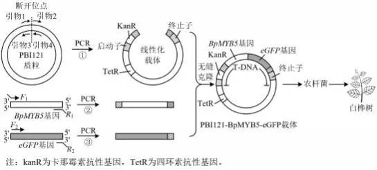 哈三中2026年高三学年第一次模拟考试生物学试题和答案(附word下载) ⊙-第21张图片-四季读书网