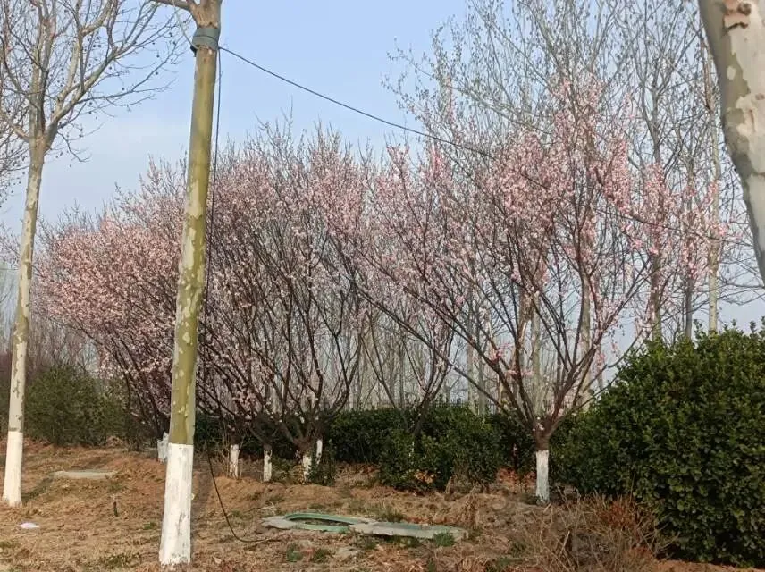 2026年3月14日山东省公务员面试真题:有老同志用“甘草”比喻做人做事、工作处事的态度与智慧.谈谈你对甘草精神的理解?-第2张图片-四季读书网