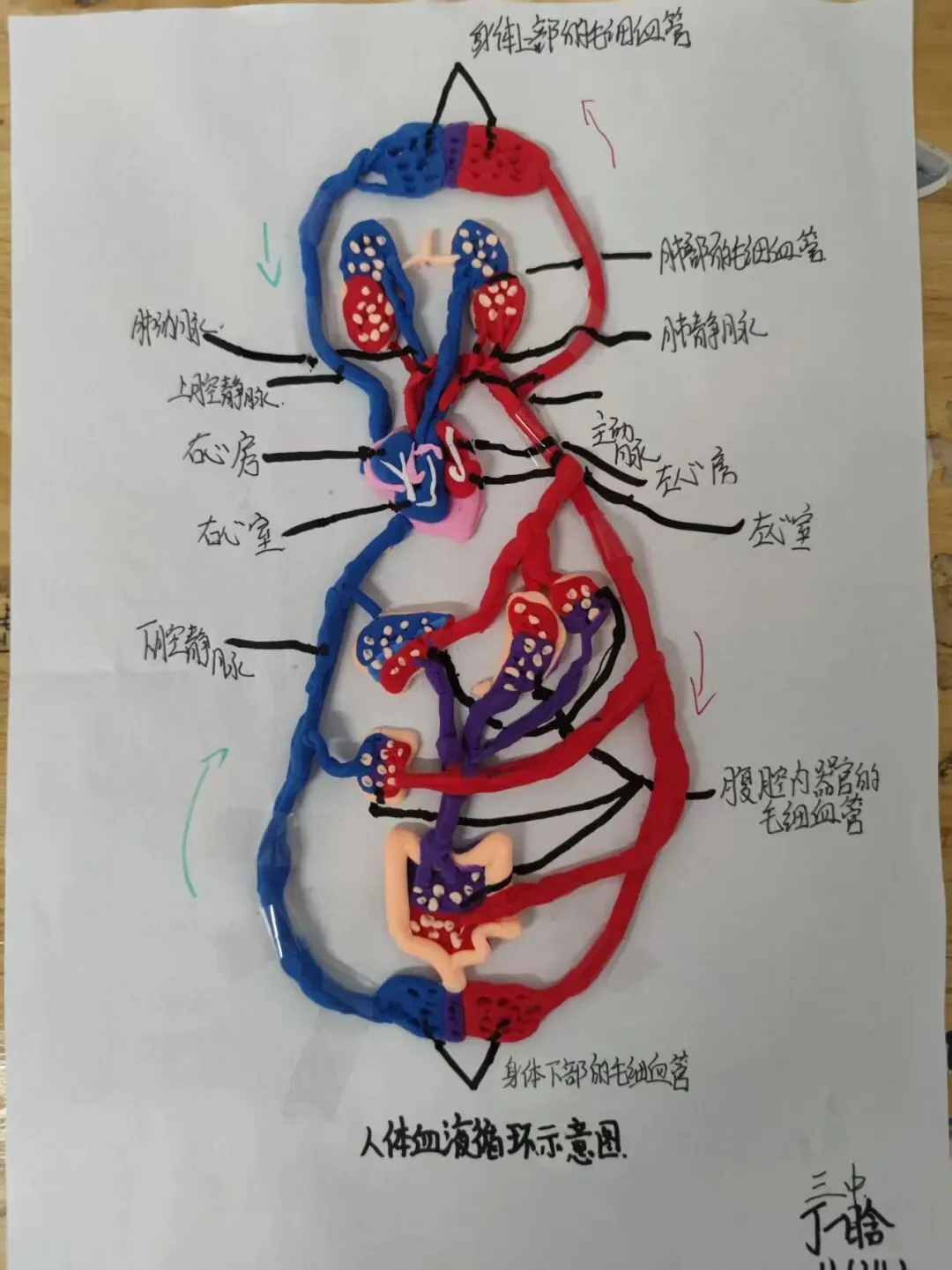 中考必考内容:沛县三中李娟老师分享:苏科版初中生物学八上人体血液循环学习活动作品-第3张图片-四季读书网
