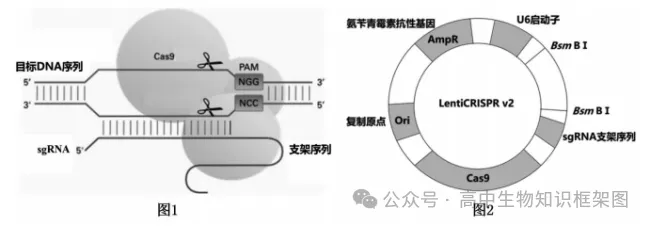 2026年东三省高三第一次联合模拟考试生物学试题和答案 ⊙ 第14张