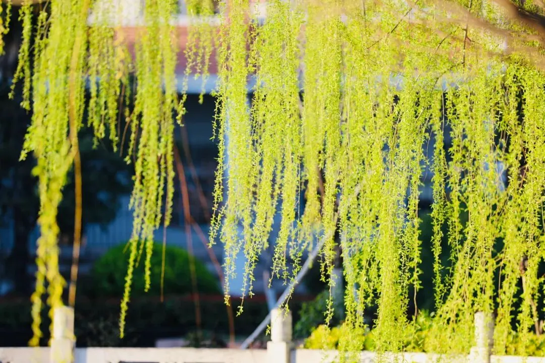 春分立蛋,高抬龙头丨离中考86 天 第2张 春分立蛋,高抬龙头丨离中考86 天 第2张