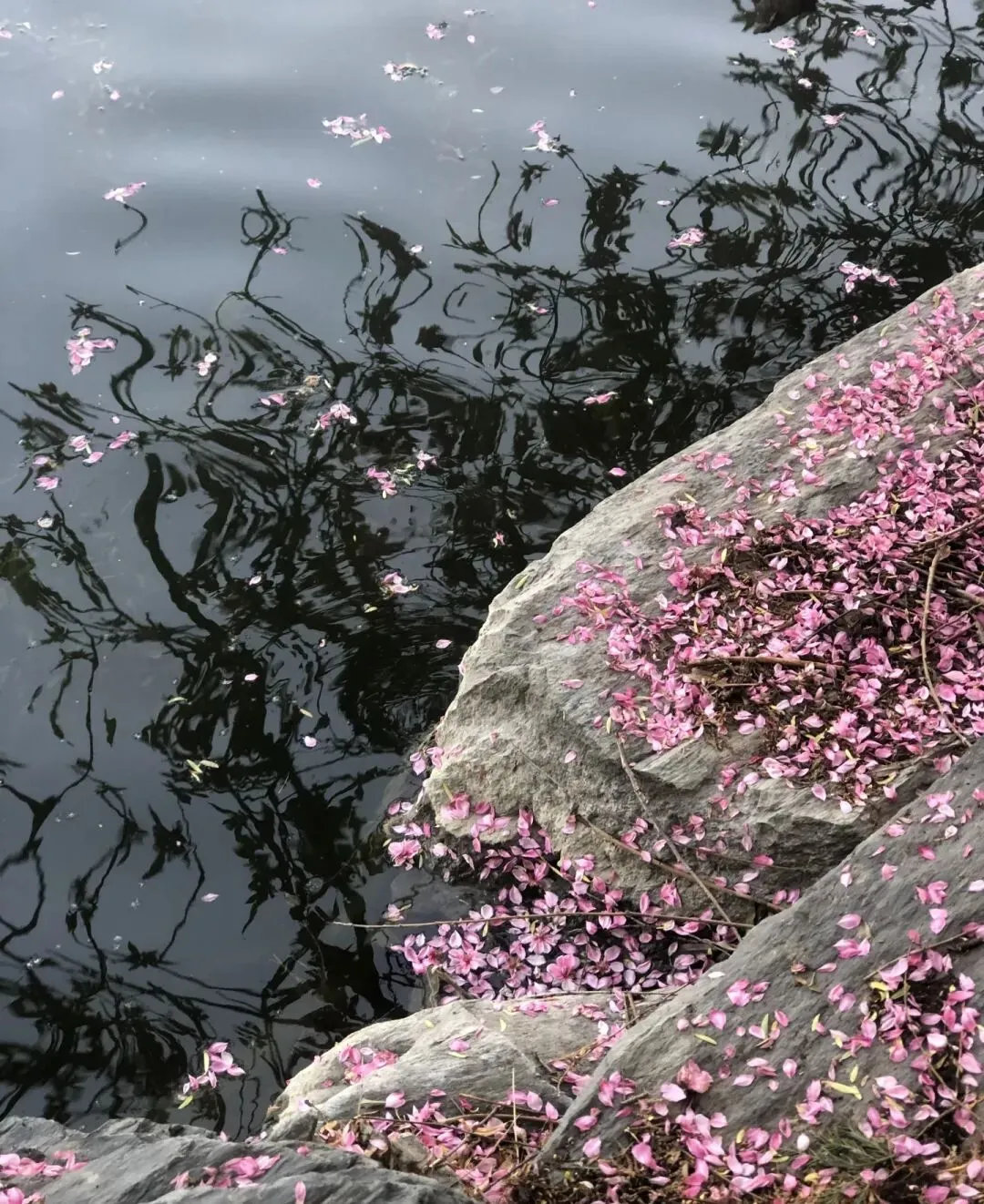 中考素材积累和仿写:桃花饼,桃花香(八下阅读) 第3张