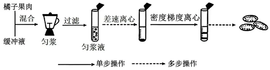 2026届广东省梅州市高三一模生物试卷 (3月) 第2张