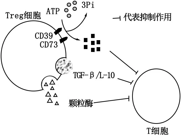 2026届广东省梅州市高三一模生物试卷 (3月) 第9张