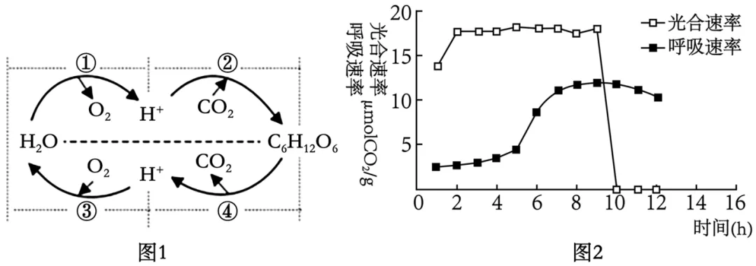 2026届广东省梅州市高三一模生物试卷 (3月) 第10张
