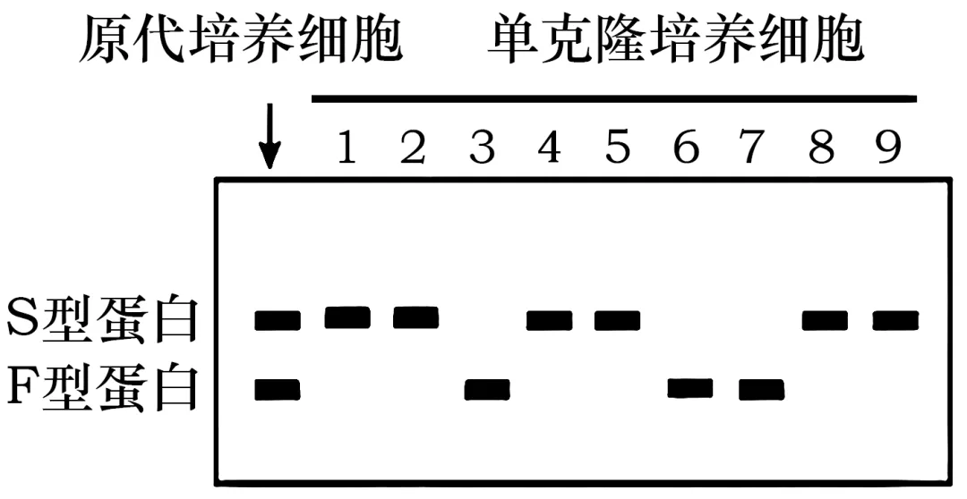 2026届广东省梅州市高三一模生物试卷 (3月) 第17张