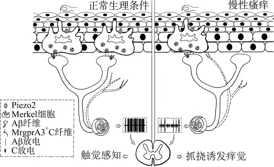 诺奖成果如何“变身”高考真题?以“Piezo通道”素材为例,学会命制高质量生物原创题 第3张