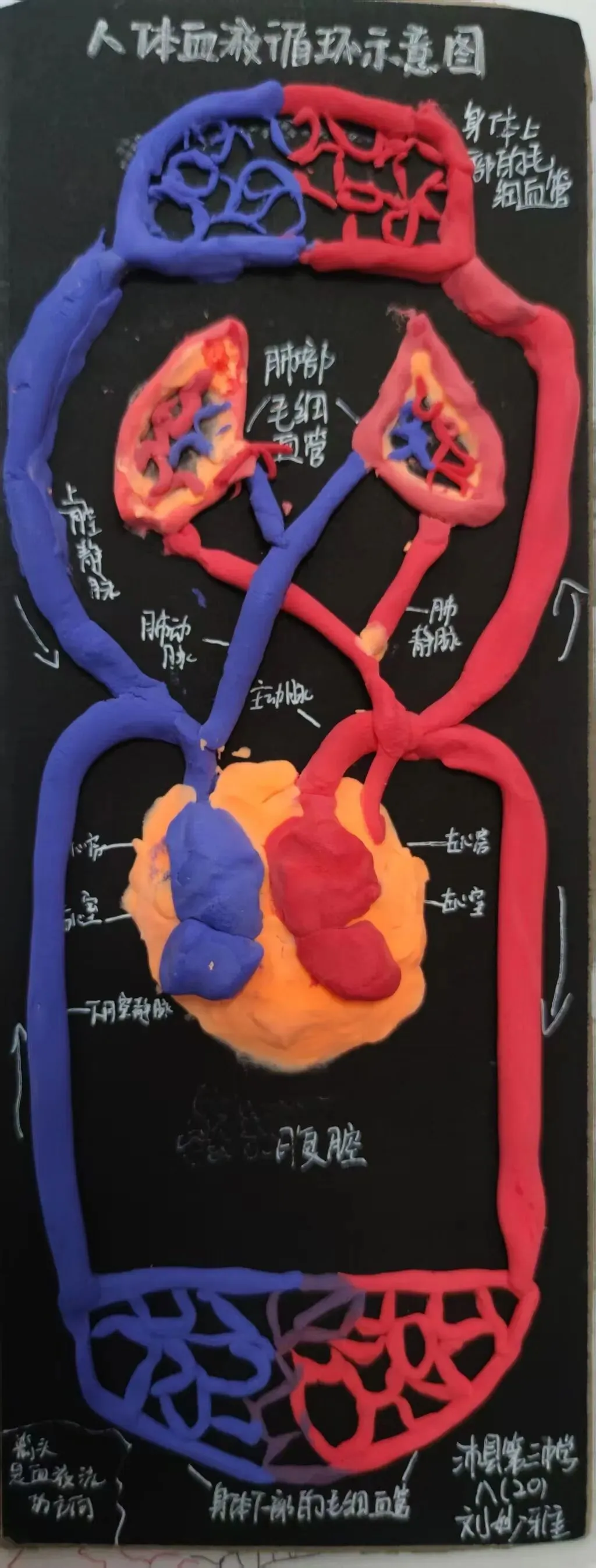 中考必考内容:沛县三中李鹃老师分享:苏科版初中生物学八上人体血液循环学习活动作品 第5张