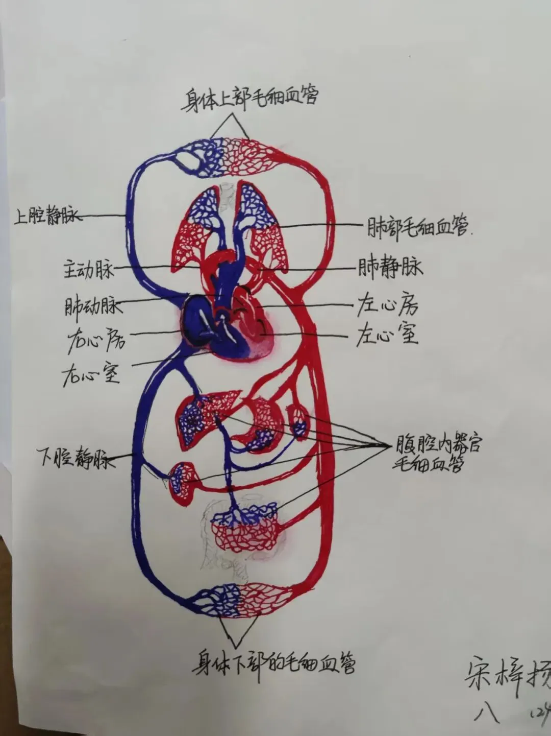 中考必考内容:沛县三中李鹃老师分享:苏科版初中生物学八上人体血液循环学习活动作品 第6张