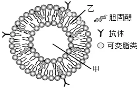 陕西省西安中学2026届高三第三次模拟考试 生物学试题 第1张