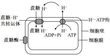 陕西省西安中学2026届高三第三次模拟考试 生物学试题 第2张