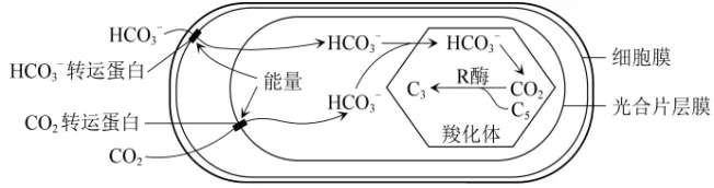 陕西省西安中学2026届高三第三次模拟考试 生物学试题 第4张