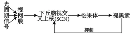 陕西省西安中学2026届高三第三次模拟考试 生物学试题 第5张