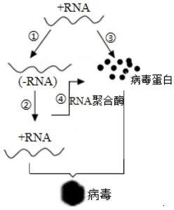 陕西省西安中学2026届高三第三次模拟考试 生物学试题 第8张