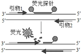 陕西省西安中学2026届高三第三次模拟考试 生物学试题 第10张