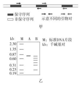 陕西省西安中学2026届高三第三次模拟考试 生物学试题 第11张