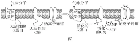 陕西省西安中学2026届高三第三次模拟考试 生物学试题 第12张